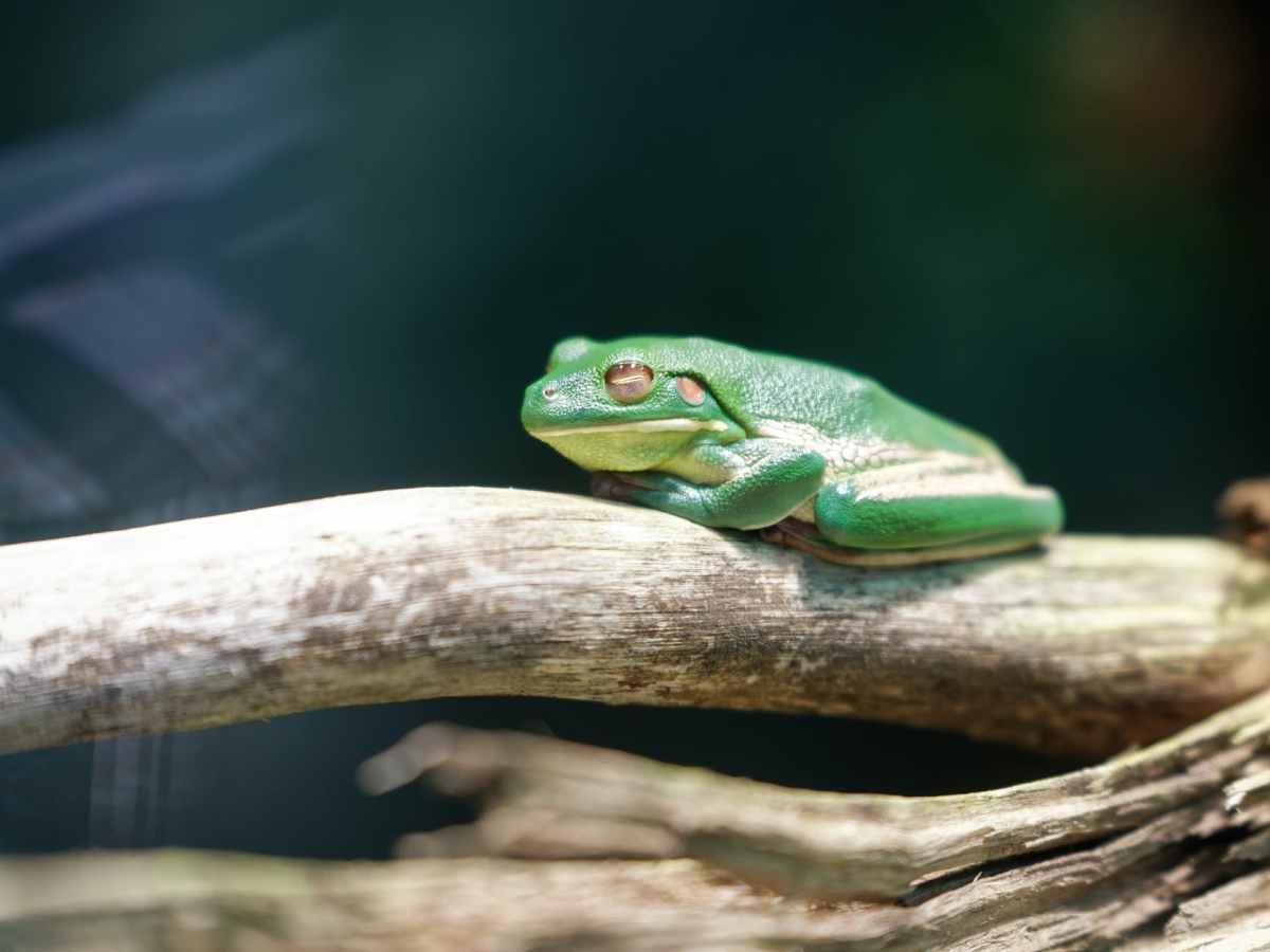 Review: Dear Treefrog